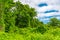 Dense impassable green jungle.Trees entwined with liana. Nature wallpaper