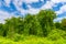 Dense impassable green jungle.Trees entwined with liana. Nature wallpaper