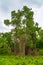 Dense impassable green jungle in wet season