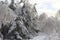 Dense impenetrable snow covered forest in sunny day