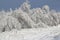 Dense impenetrable snow covered forest in sunny day