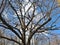 The Dense Interweaving of Old Acacia Branches Forms an Intricate Picture Against a Background of Blue Sky and White Clouds