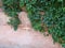 Dense ivy on wall fresh green leaves texture background