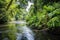 dense jungle flora along the banks of a broad river