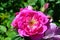 Dense large pink flower of rose Griseldis, Geschwind 1895, evolving buds in background