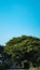 dense leafy trees and beautiful sky photographed during the day