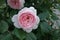 Dense light pink double flower of rose