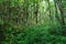 Dense lush green foliage on the Makiki Trail