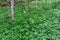 Dense lush green undergrowth on the Makiki Trail