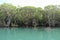 Dense mangrove forest in Amami Oshima Island