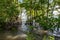 Dense mangrove forest with trees growing in coastal water of Pulau Ubin Island, Singapore, Chek Jawa Wetlands