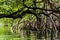 Dense mangrove vegetation with its trees and roots