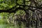 Dense mangrove vegetation over water