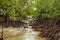 Dense mangrove vegetation where the river meets the sea