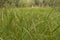 Dense meadow of green grass. Fresh green grass