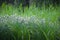 Dense meadow of summer grass - the background image