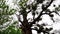 Dense mistletoe bushes parasitize the tree. Evergreen mistletoe