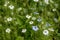 Dense mix of white and blue nigella flowers