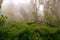 The dense Montane Forest ecological zone on a foggy day in Mount Rungwe Nature Forest Reserves, Mbeya Region, Tanzania