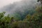 The dense Montane Forest ecological zone on a foggy day in Mount Rungwe Nature Forest Reserves, Mbeya Region, Tanzania