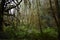 Dense mossy forest in Humboldt County, California - perfect for background or wallpaper