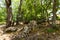 A dense mountainous green forest with large gray limestone stones