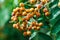 Dense orange berry clusters and pinnate leaves of the mountain ash, or rowan, tree, Sorbus aucuparia