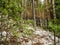 Dense pine forest on the hillside along the tourist trail in the middle Urals