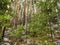 Dense pine forest on the hillside along the tourist trail in the middle Urals