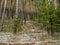 Dense pine forest on the hillside along the tourist trail in the middle Urals