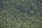 Dense pine tree forest in Glaciers National Park