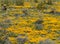 Dense Poppy blooms in the Black Mountains, western Arizona