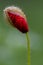 A dense poppy with the morning dew on the top. The small water drops in the hair of the plant reflects a bit of the surrounding