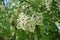 Dense racemes of white flowers of Robinia pseudoacacia in May