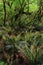 Dense rainforest with ferns and trees