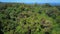 dense rainforests in Bocas del Toro