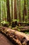 Dense redwood forest with several large fallen tree trunks and logs