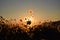 A dense reed at sunset in the bogs of Lake Iseo - Brescia