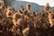 A dense reed at sunset in the bogs of Lake Iseo - Brescia