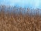 Dense reeds swaying in the breeze beside a pond