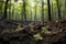 dense regrowth of saplings in a previously burnt forest