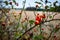 Dense rosehip bush