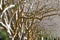 Dense row of platanus trees