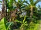 dense rows of banana trees during the day