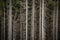 Dense spruce forest