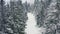 A dense spruce forest sheltering the snow-capped hills of the Carpathian Mountains and daring skiers descending the wide