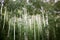 Dense stand of aspen trees in summer