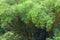 Dense stand of bamboo trees from above