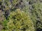 Dense summer foliage of tree tops in aerial view. aspen or poplar trees