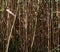 Dense, tall marsh reeds in a forest